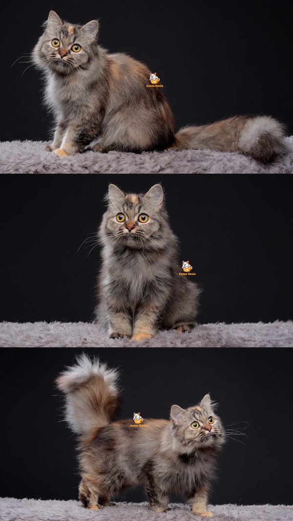 Qila - Kucing Persia Betina 3 Bulan