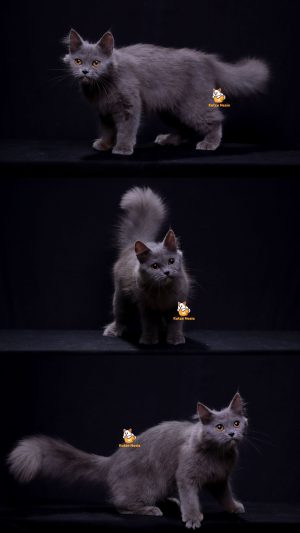 Queshya – Kucing British Longhair Betina 5 Bulan