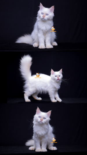 Qaza – Kucing Persia Jantan 5 Bulan