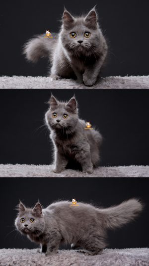 Queshya – Kucing British Longhair Betina 3 Bulan