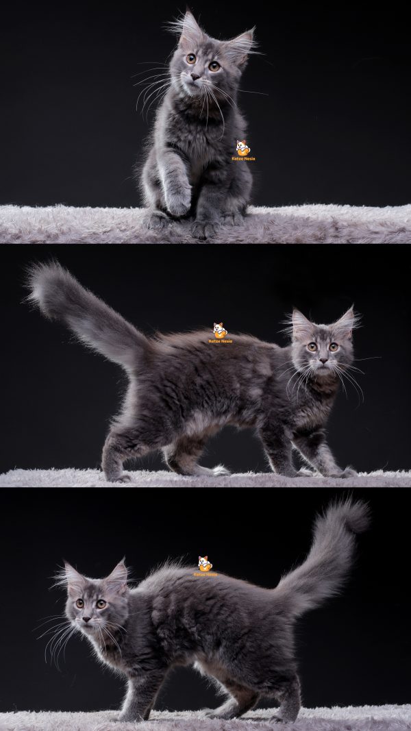 Qeena - Kucing Mainecoon Betina 8 Bulan