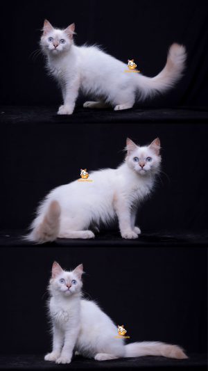 Qenzo – Kucing Himalaya Mix Ragdoll Jantan 5 Bulan