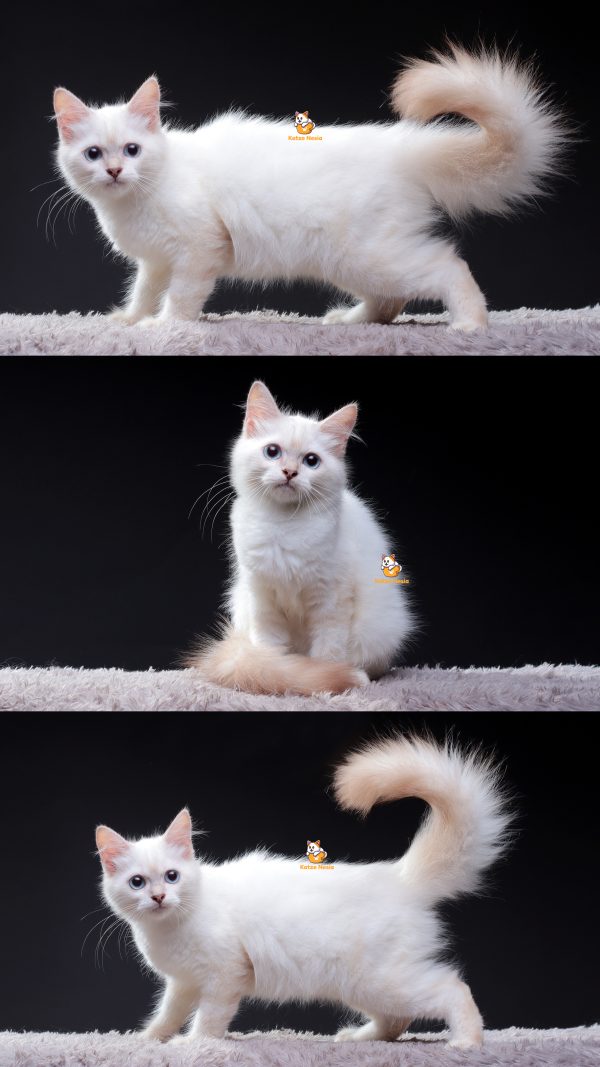 Qenzo - Kucing Himalaya Mix Ragdoll Jantan 5 Bulan