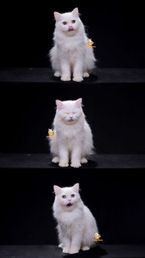 Qara – Kucing Himalaya Persia Betina 5 Bulan