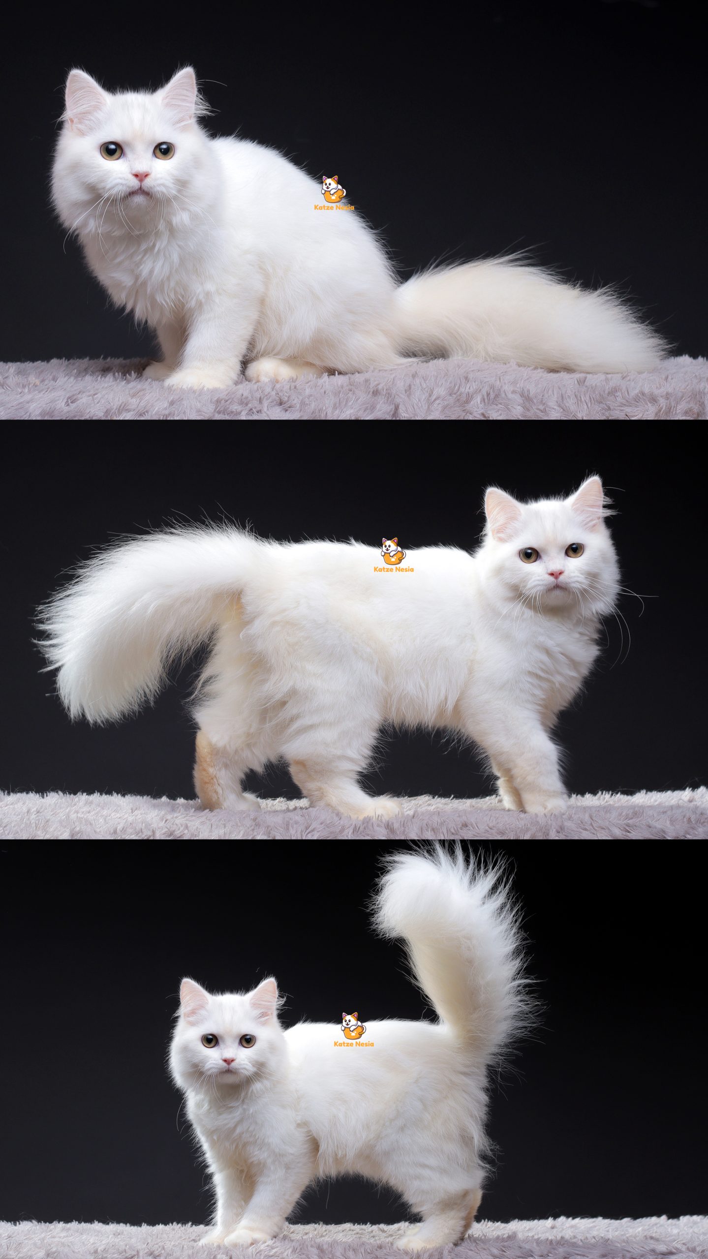 Queen - Kucing Himalaya Persia Betina 3 Bulan - Katze Nesia