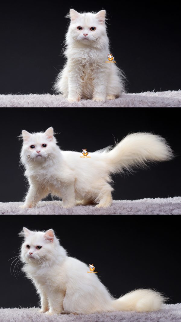 Qara - Kucing Himalaya Persia Betina 5 Bulan