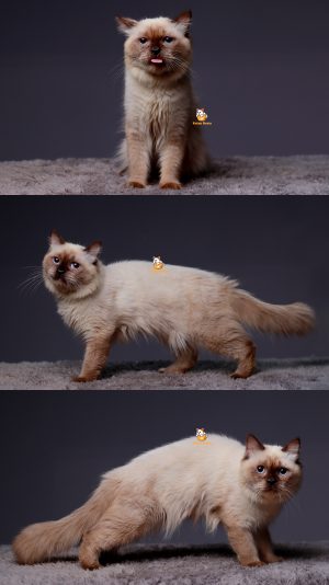 Scout – Kucing Himalaya Jantan 9 Bulan