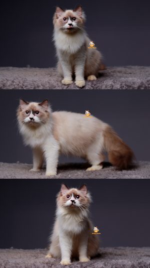 Sam – Kucing Ragdoll Jantan 7 Bulan