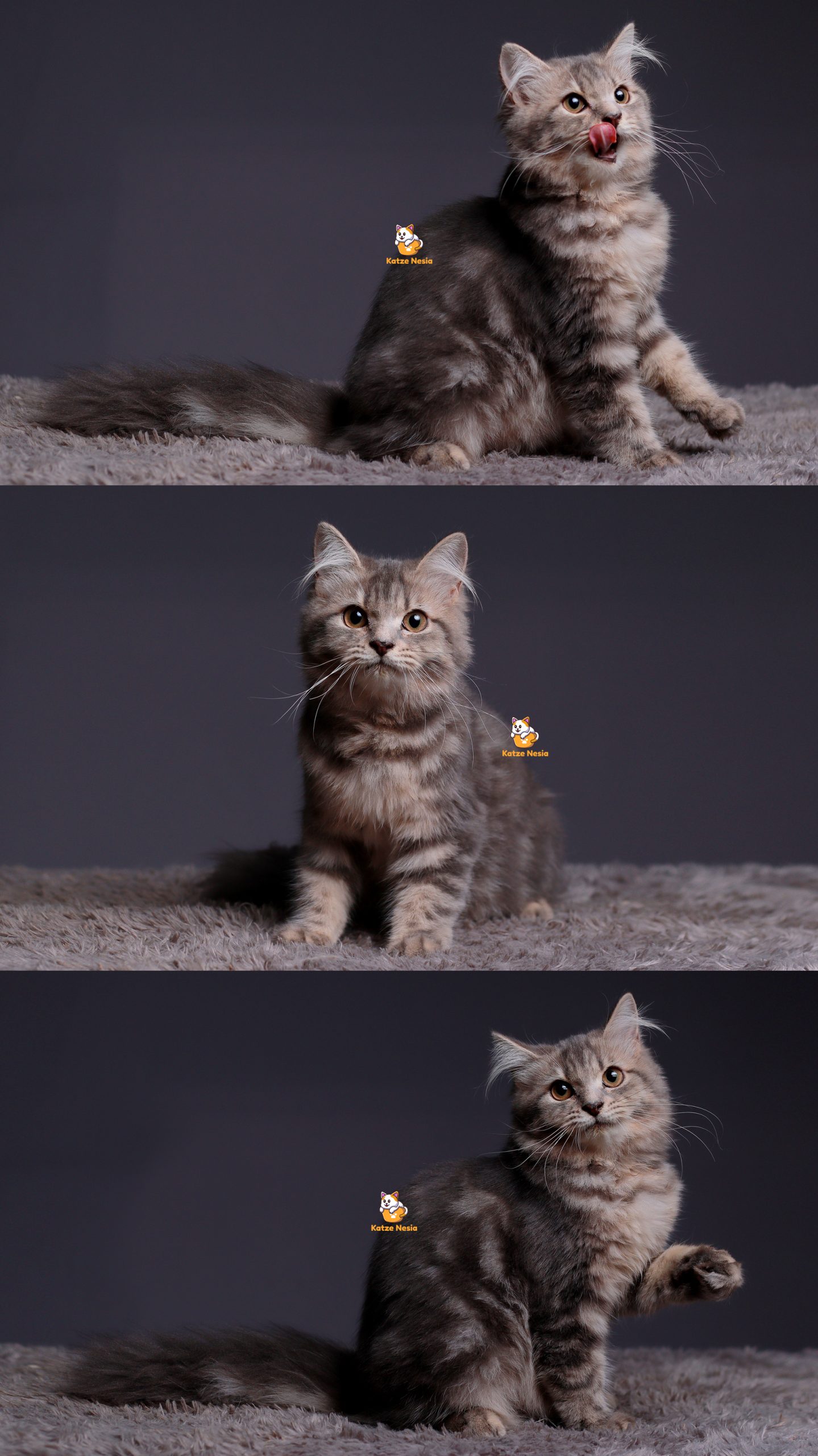 Sasha – Kucing Persia Betina 4 Bulan