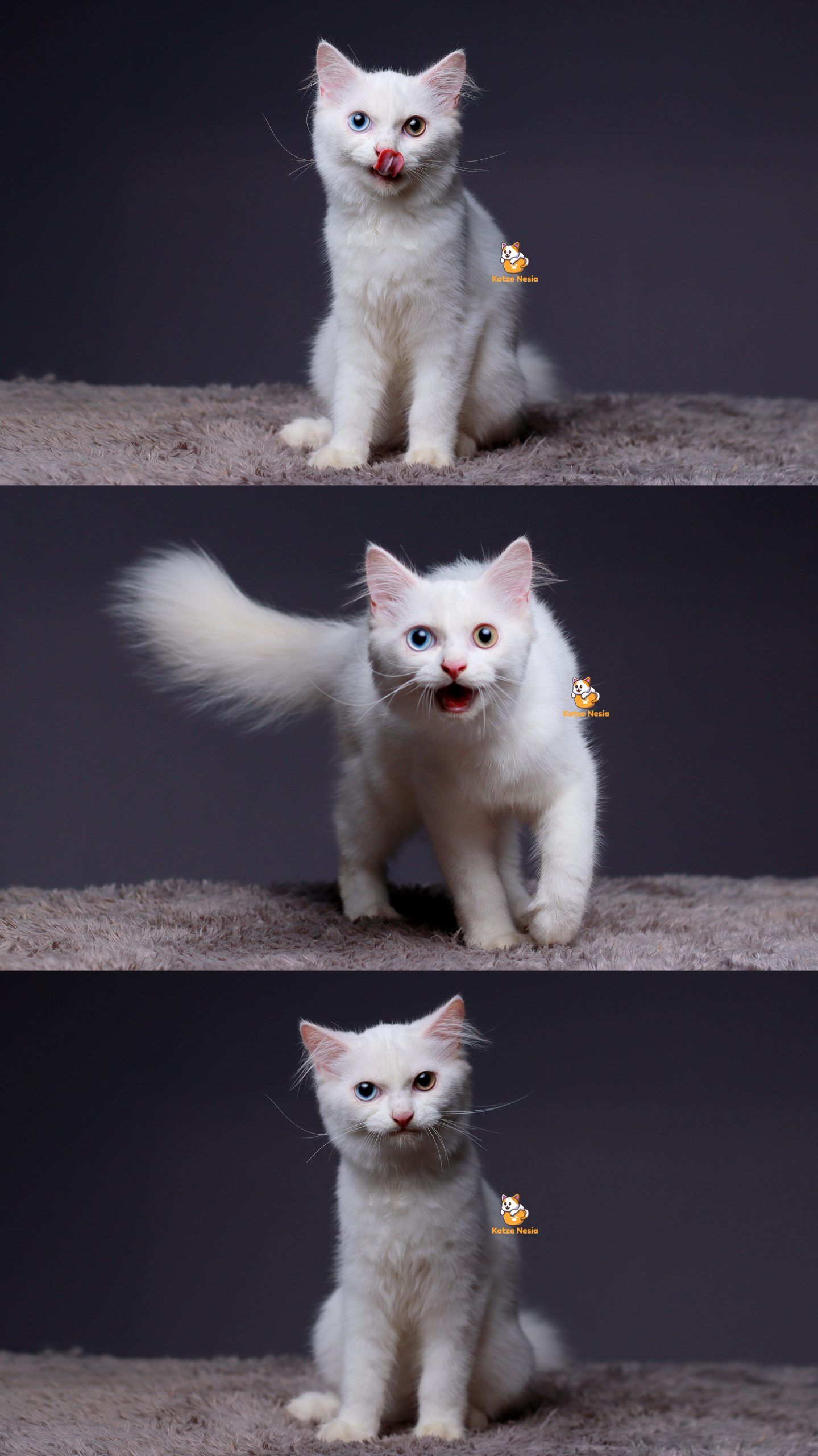 Snow – Kucing Persia Jantan 4 Bulan