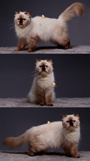 Stella – Kucing Himalaya Betina 8 Bulan