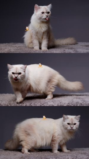 Star – Kucing Ragdoll Jantan 8 Bulan