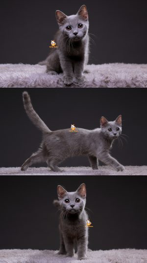 Tyson – Kucing British Short Hair 4 Bulan Jantan