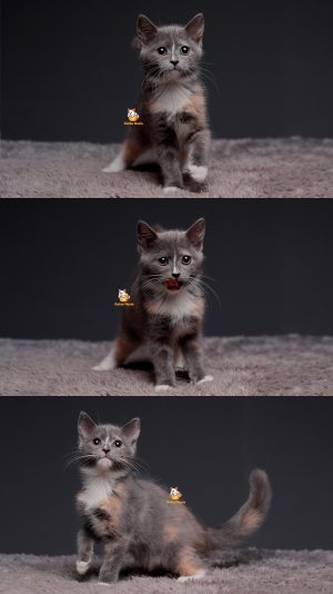 Timi – Kucing British Short Hair (MIX) 3 Bulan Betina