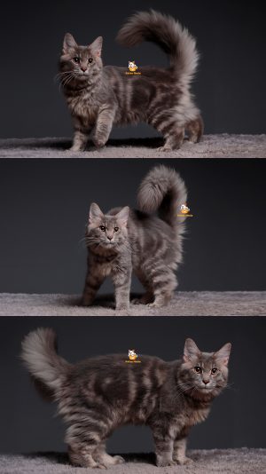 Thor – Kucing Mainecoon 6 Bulan Jantan