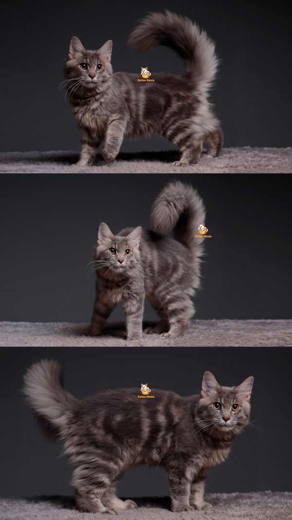 Thor - Kucing Mainecoon 6 Bulan Jantan