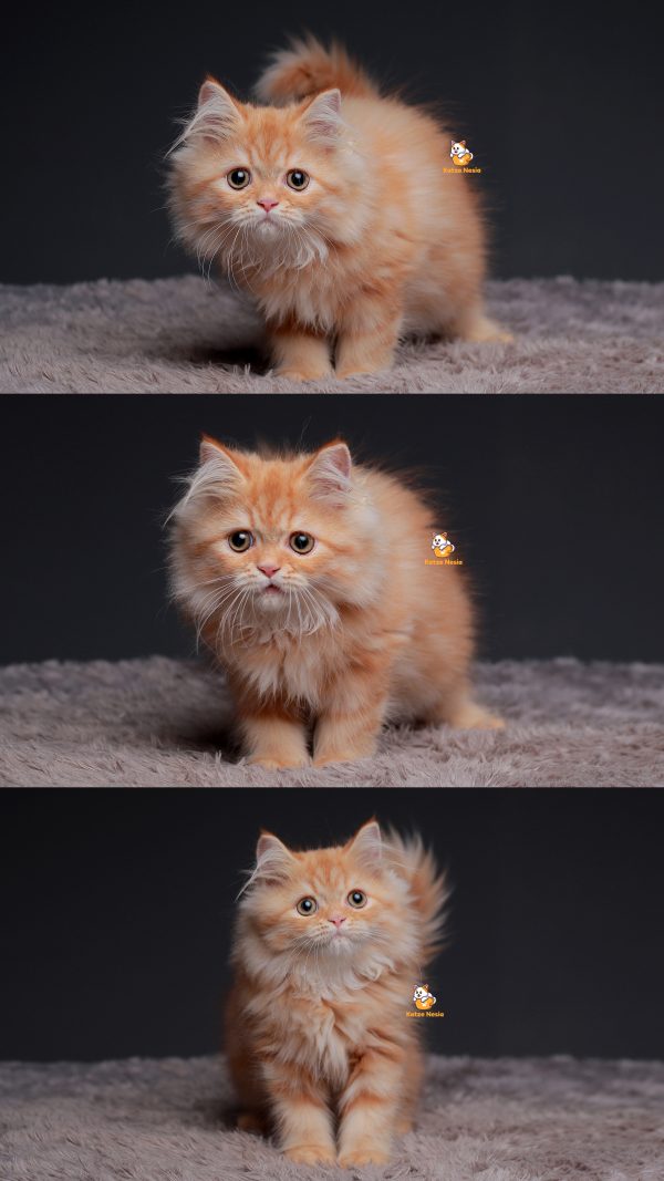 Tika - Kucing Persia Flatnose 3 Bulan Betina