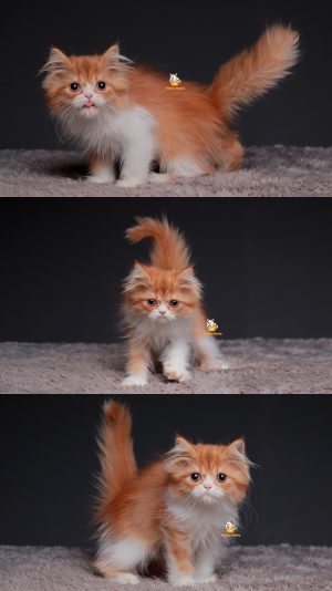 Tita – Kucing Persia Flatnose 3 Bulan Betina