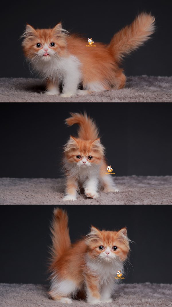 Tita - Kucing Persia Flatnose 3 Bulan Betina