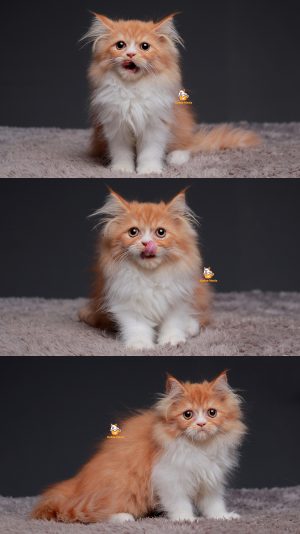 Tiwi – Kucing Persia Flatnose 3 Bulan Betina