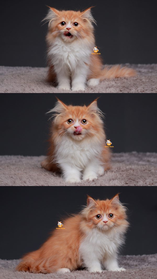 Tiwi - Kucing Persia Flatnose 3 Bulan Betina
