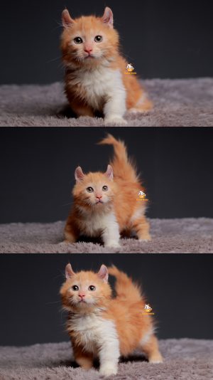 Tasya – Kucing Kinkalow (Munchkinx mix American Curl) 4 Bulan Betina