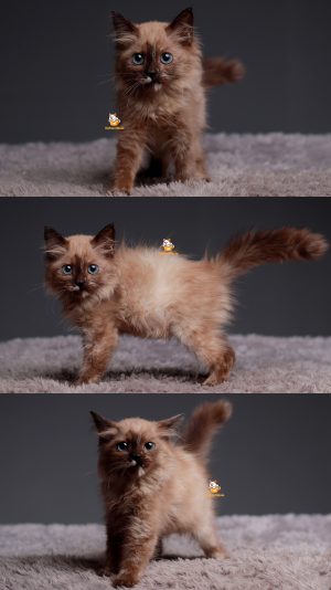 Talia – Kucing Himalaya 2 Bulan Betina