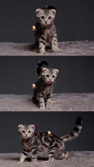 Tabby – Kucing Scottish Fold 3 Bulan Jantan