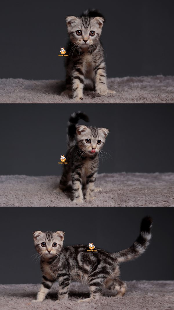Tabby - Kucing Scottish Fold 3 Bulan Jantan