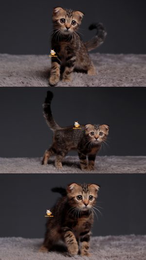 Tiger – Kucing Scottish Fold 3 Bulan Jantan