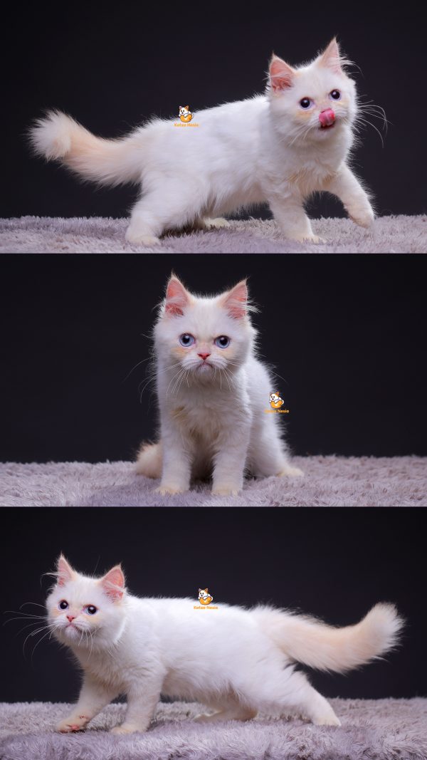 Tango - Kucing Ragdoll mix Persia 3 Bulan Jantan