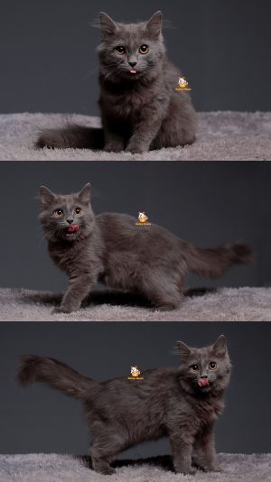 Taro – Kucing British Long Hair 4 Bulan Jantan