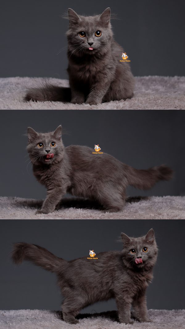 Taro - Kucing British Long Hair 4 Bulan Jantan