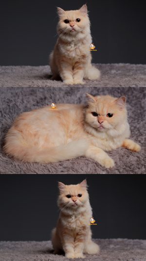 Tori – Kucing Persia 6 Bulan Betina