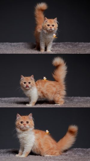 Tofu – Kucing Persia Flatnose 4 Bulan Betina