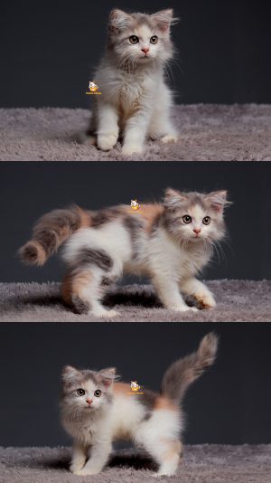 Tessa – Kucing Persia 3 Bulan Betina