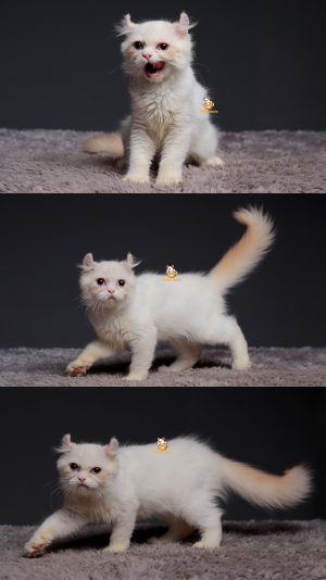 Tito – Kucing American Curl 4 Bulan Jantan
