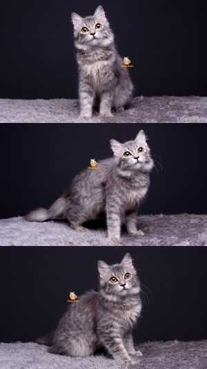 Tevia – Kucing Persia 7 Bulan Betina