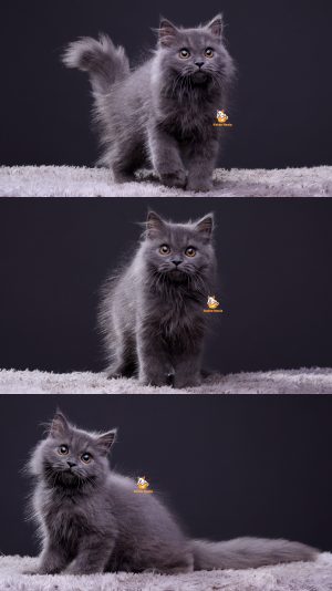 Ursino – Kucing British Longhair 4 Bulan Jantan