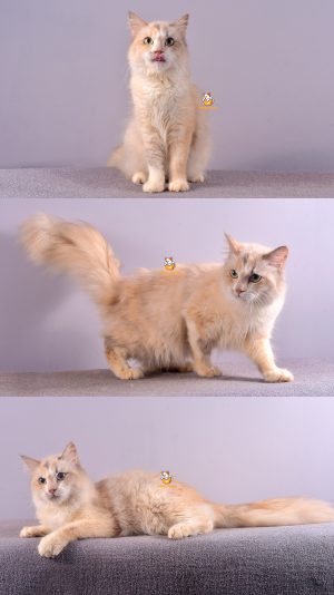 Uvita – Kucing Persia Himalaya – Betina – 1 Tahun +