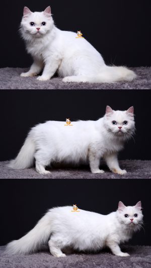 Tina – Kucing Persia Flatnose 7 Bulan Betina