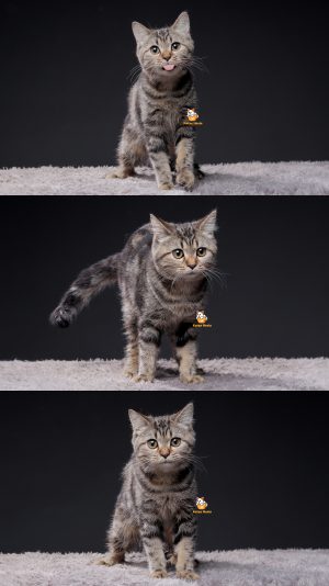 Ursa – Kucing BSH mix Scottish 6 Bulan Jantan