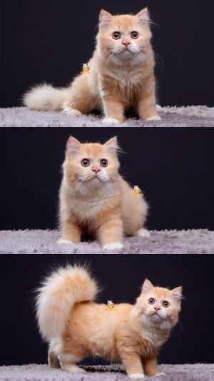 Uvanya – Kucing British Short Hair mix Peaknose 4,5 Bulan Betina