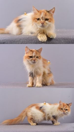 Ulissia – Kucing Persia – Betina – 1 Tahun +