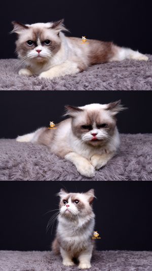 Tequila – Kucing Ragdoll 9 Bulan Jantan