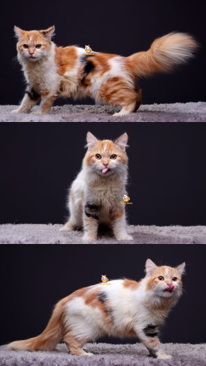 Ulissia – Kucing Persia 6 Bulan Betina