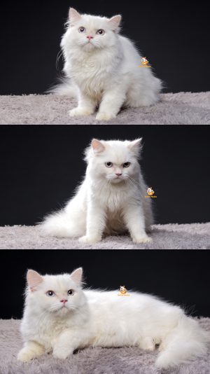Udon – Kucing Persia 5 Bulan Jantan