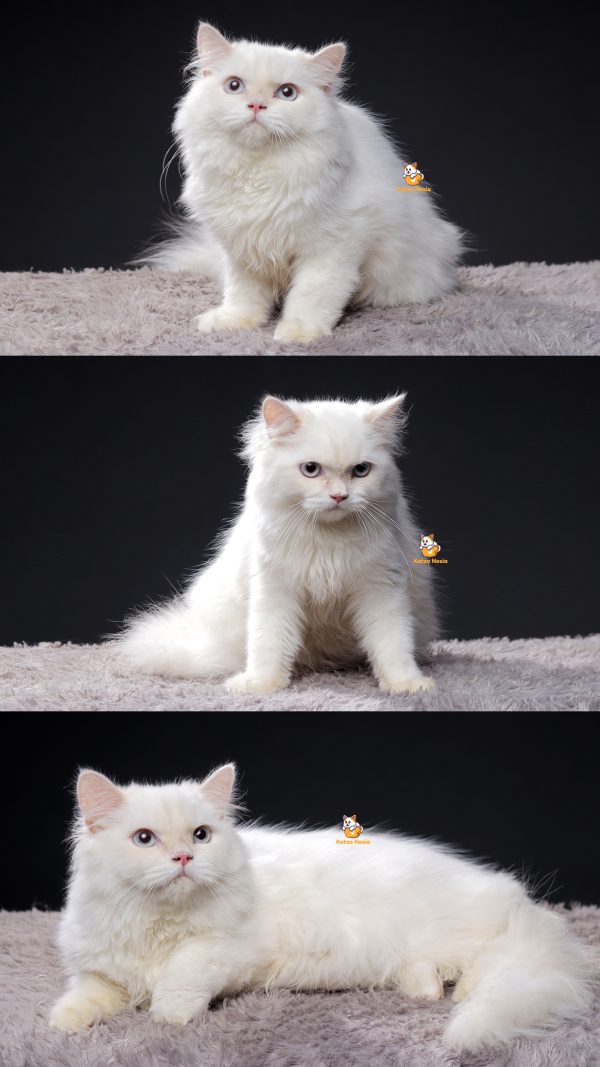 Udon - Kucing Persia 5 Bulan Jantan