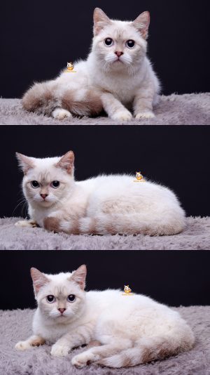 Urelia – Kucing Scottish Straight 4,5 Bulan Betina