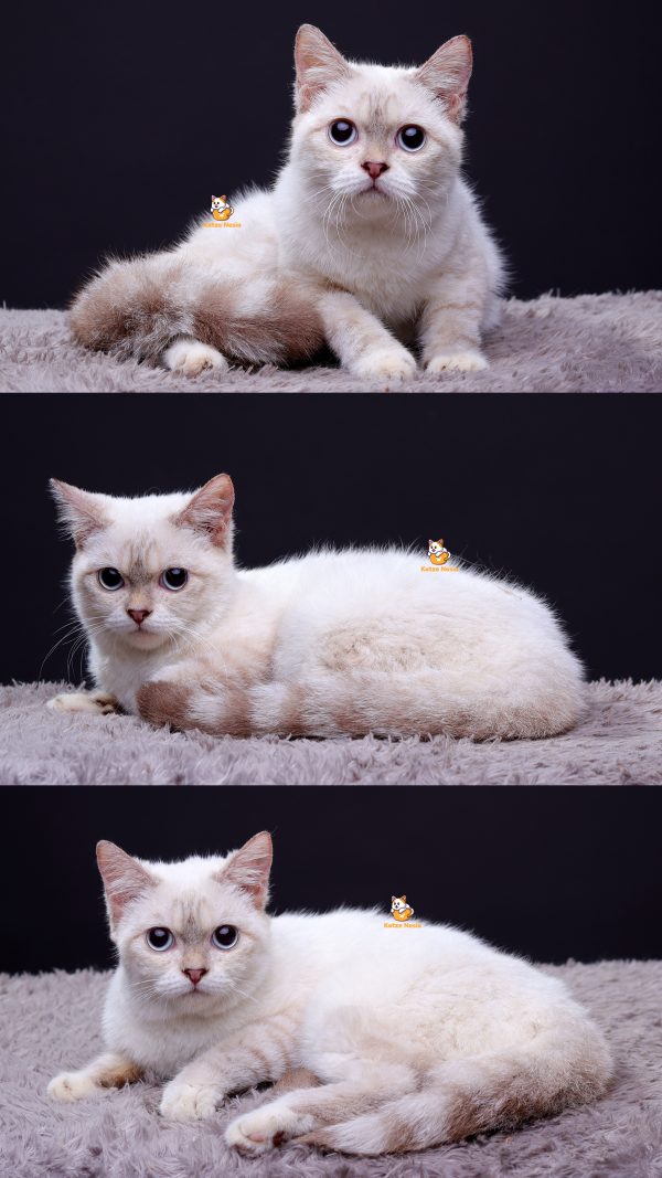Urelia - Kucing Scottish Straight 4,5 Bulan Betina